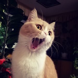 嗯嗯好大不要肉棒
